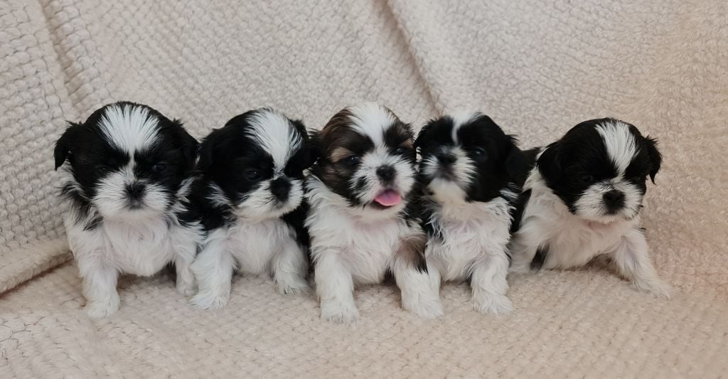 Shih Tzu - From Mellandco