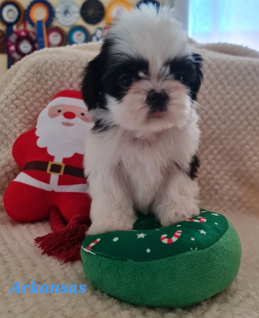 Shih Tzu - From Mellandco