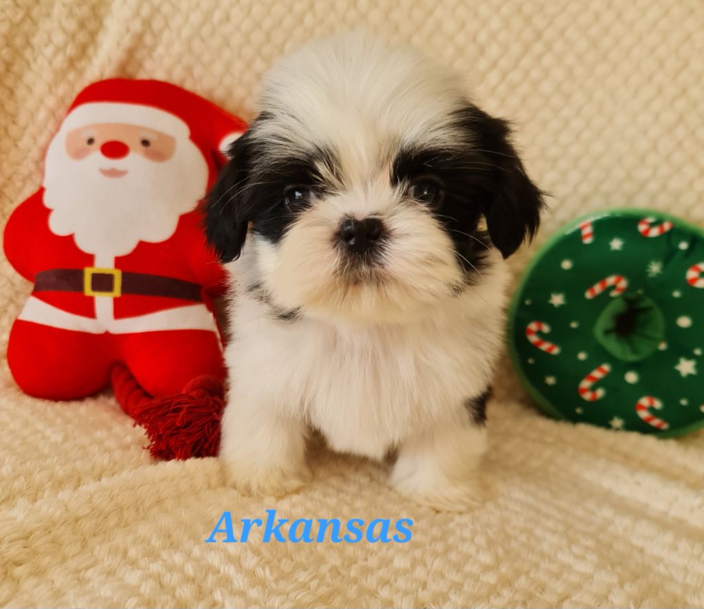 Shih Tzu - From Mellandco