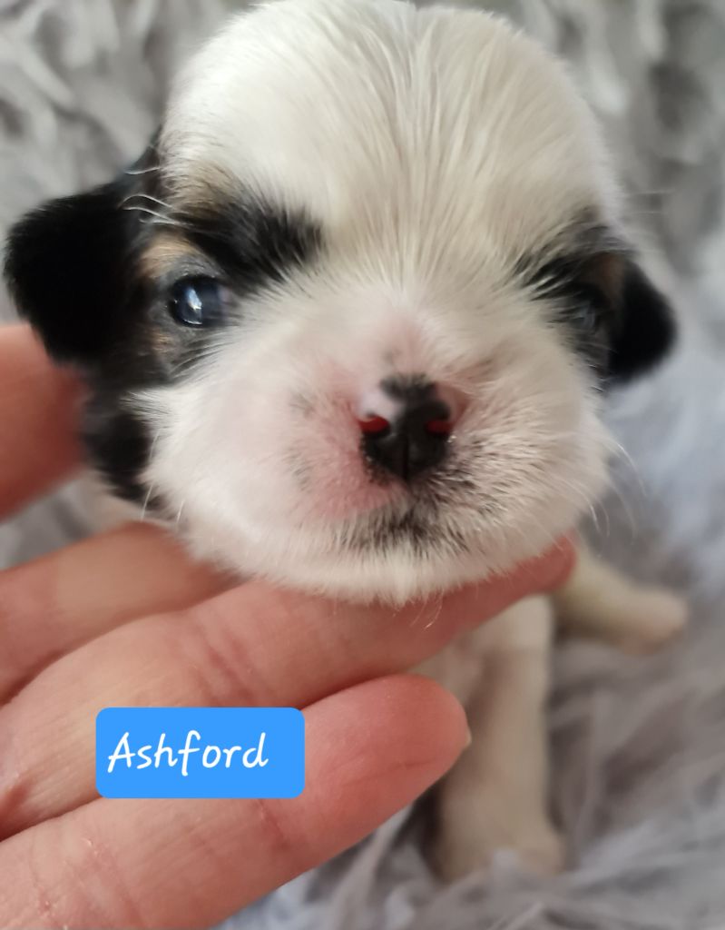 Shih Tzu - From Mellandco