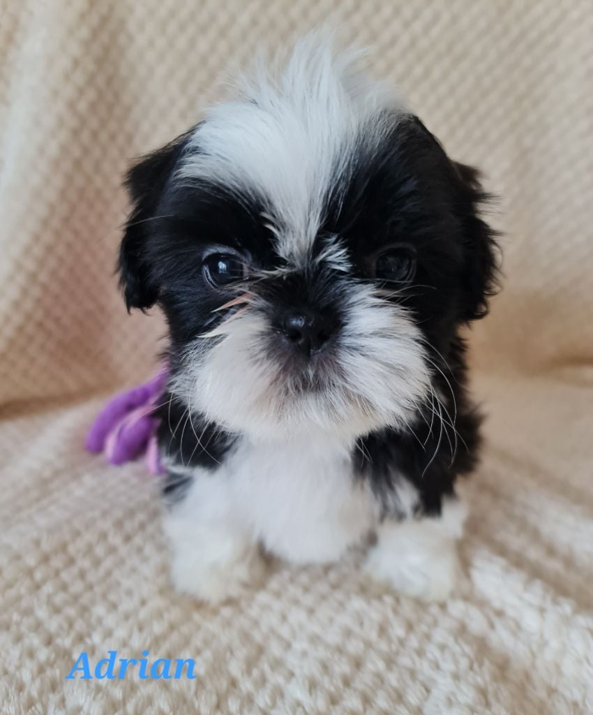 Shih Tzu - From Mellandco