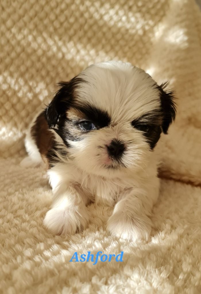 Shih Tzu - From Mellandco