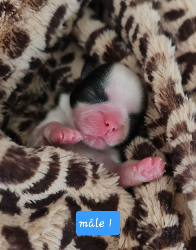 Shih Tzu - From Mellandco