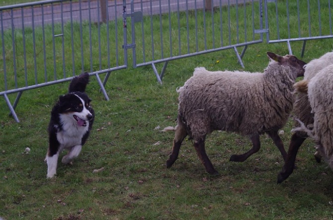 Accueil Elevage Des Gardiens Deole Eleveur De Chiens
