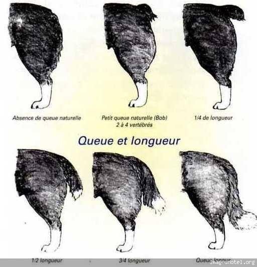 Longueur de Queue et Ergots