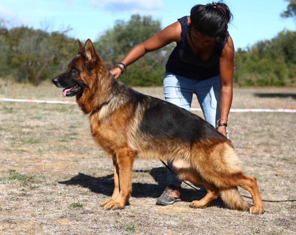 Accueil Elevage Du Domaine De Brenda eleveur de chiens Berger allemand