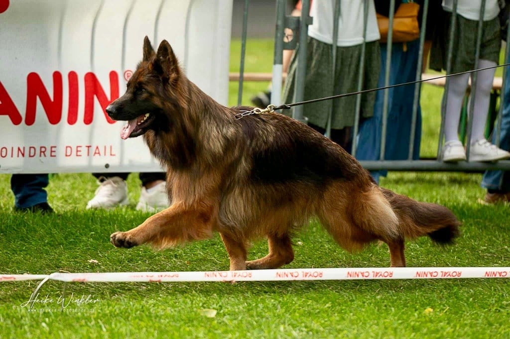 CH. Ulyana Du Domaine De Brenda