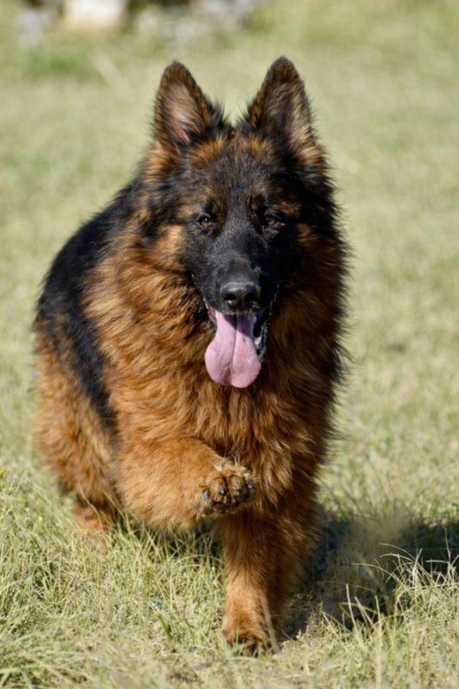 Tiphanny Du Domaine De Brenda