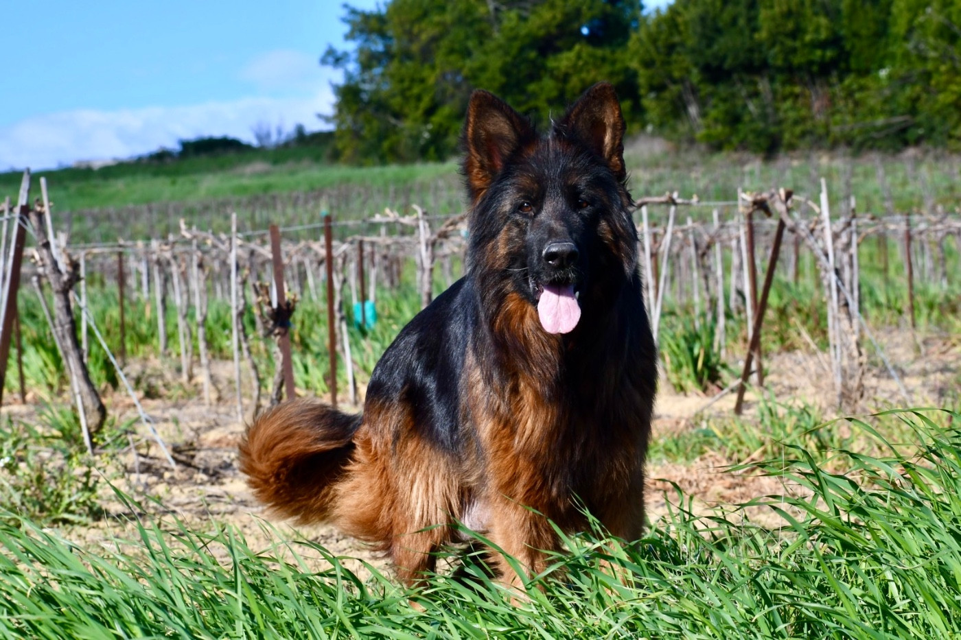 Tiphanny Du Domaine De Brenda