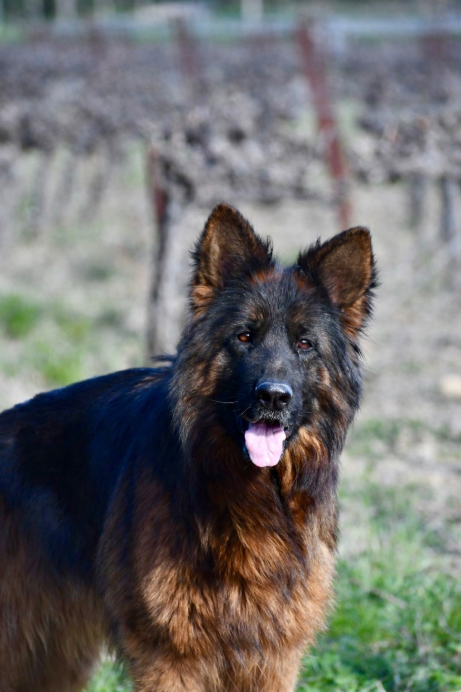 Tiphanny Du Domaine De Brenda