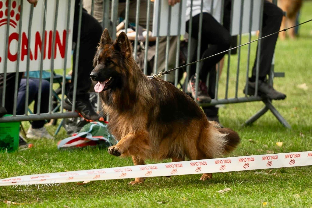 CH. Ulyana Du Domaine De Brenda