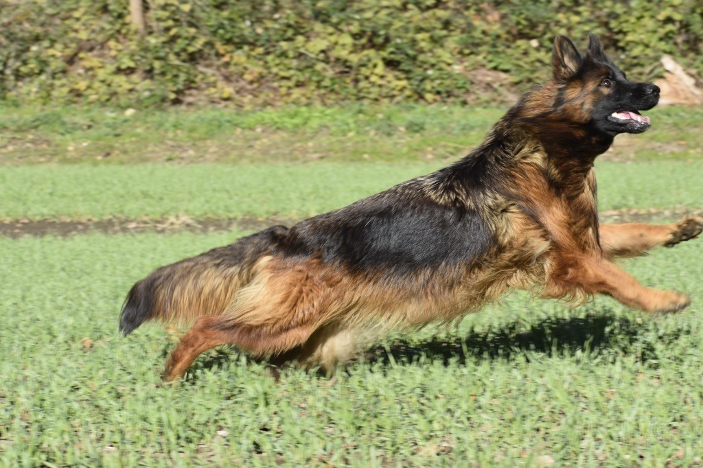 CH. Ulyana Du Domaine De Brenda