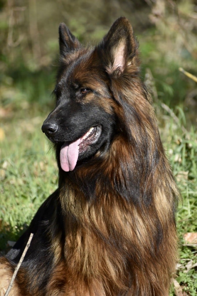 CH. Ulyana Du Domaine De Brenda