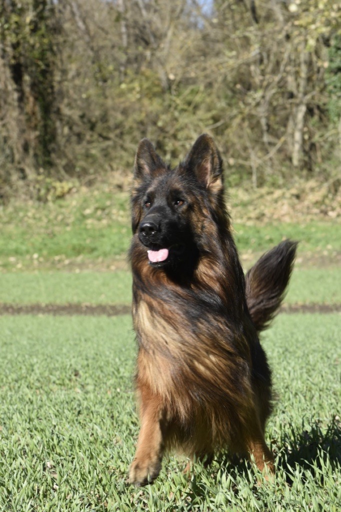 CH. Ulyana Du Domaine De Brenda