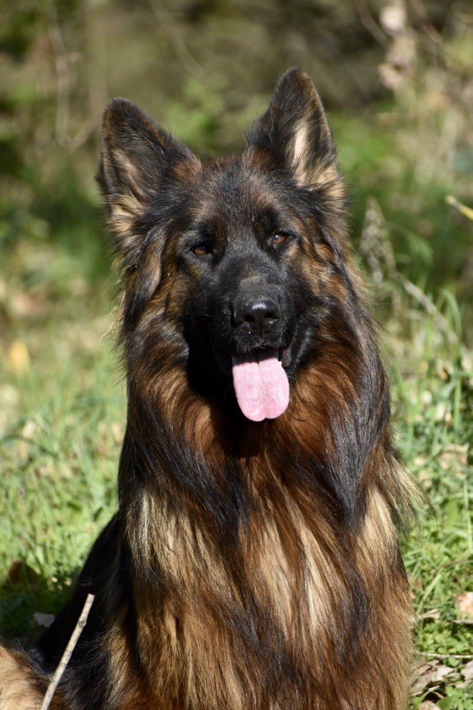 CH. Ulyana Du Domaine De Brenda