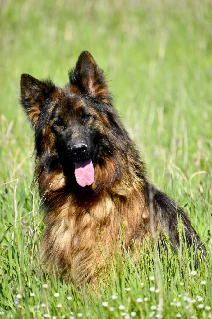 CH. Ulyana Du Domaine De Brenda