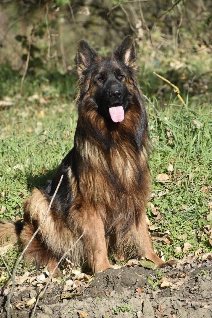 CH. Ulyana Du Domaine De Brenda