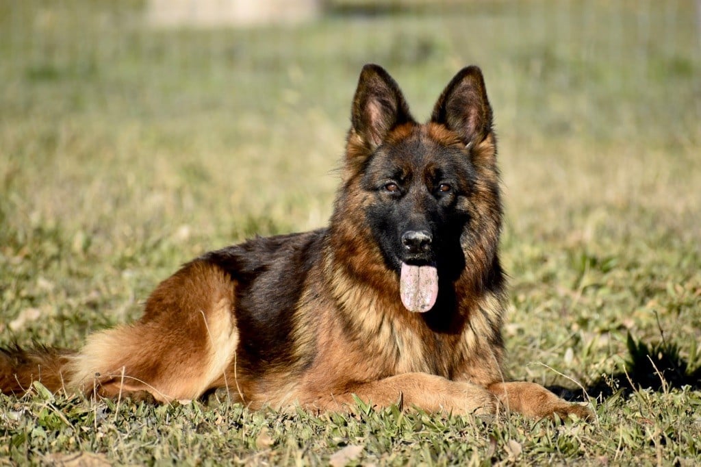 Ushuaia Du Domaine De Brenda