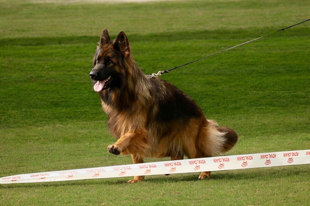 CH. Ulyana Du Domaine De Brenda