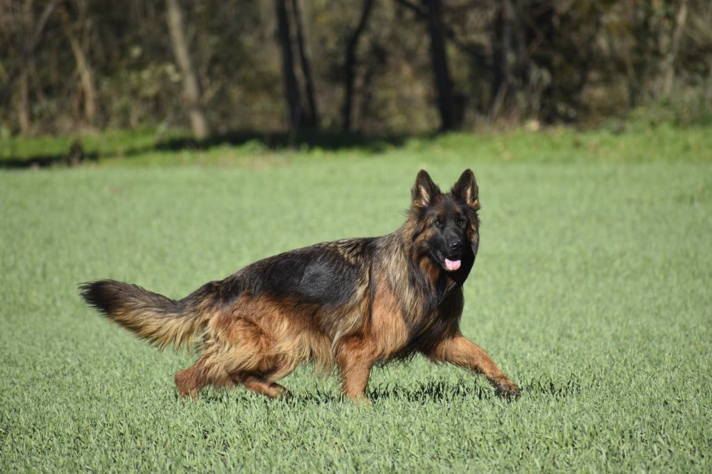 CH. Ulyana Du Domaine De Brenda