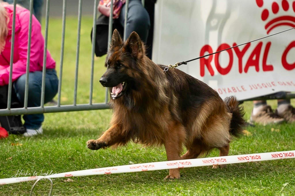 CH. Ulyana Du Domaine De Brenda