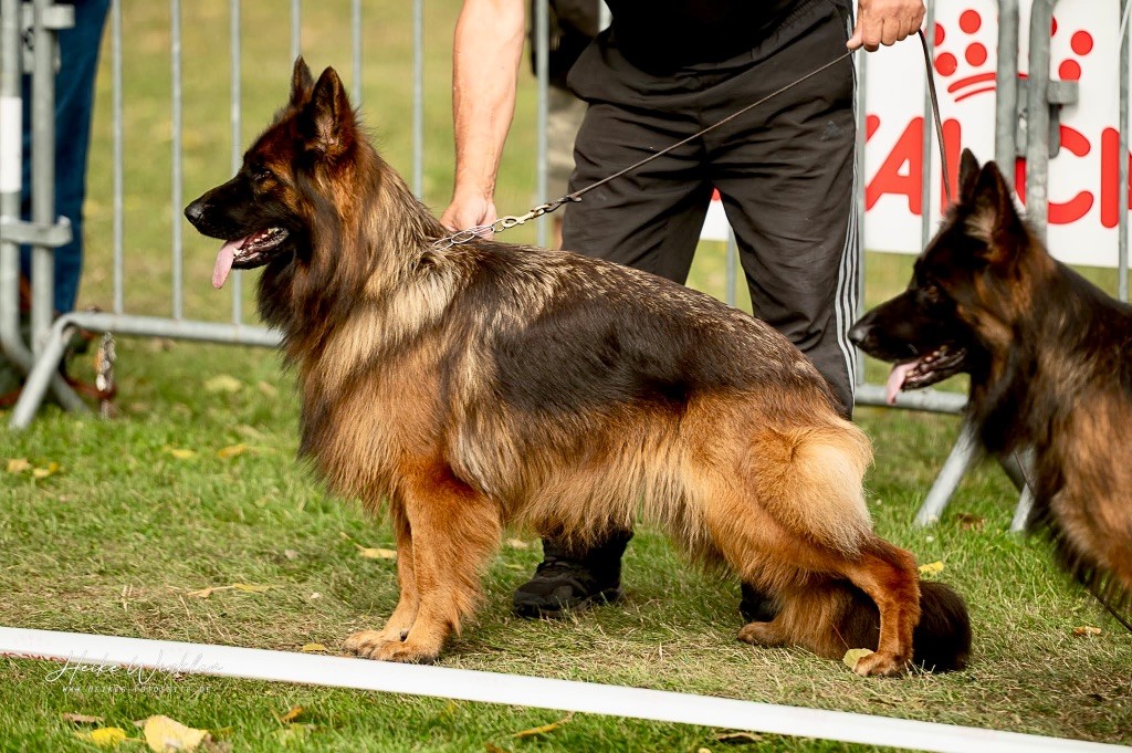 CH. Ulyana Du Domaine De Brenda