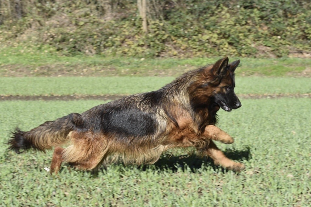 CH. Ulyana Du Domaine De Brenda