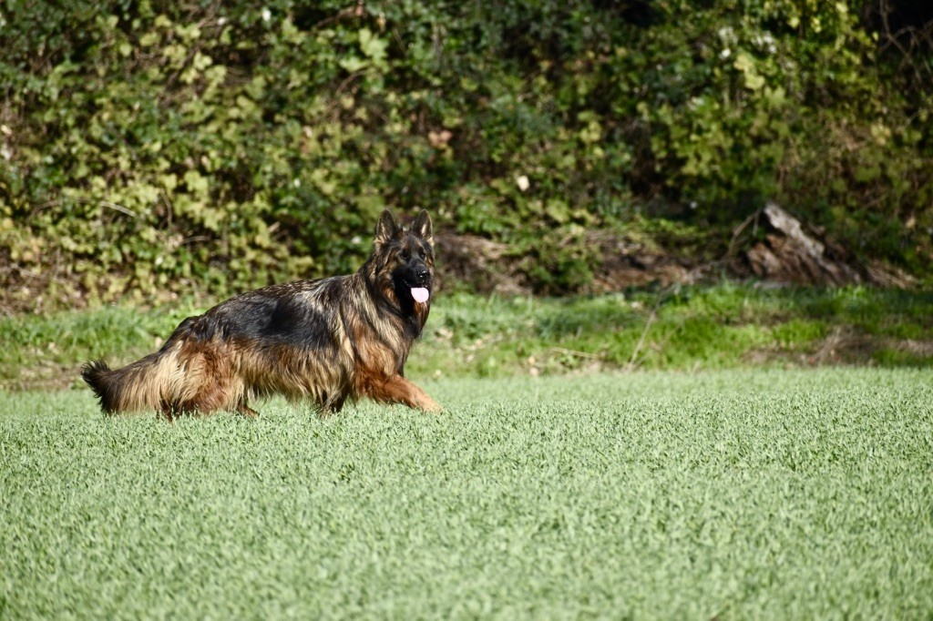 CH. Ulyana Du Domaine De Brenda