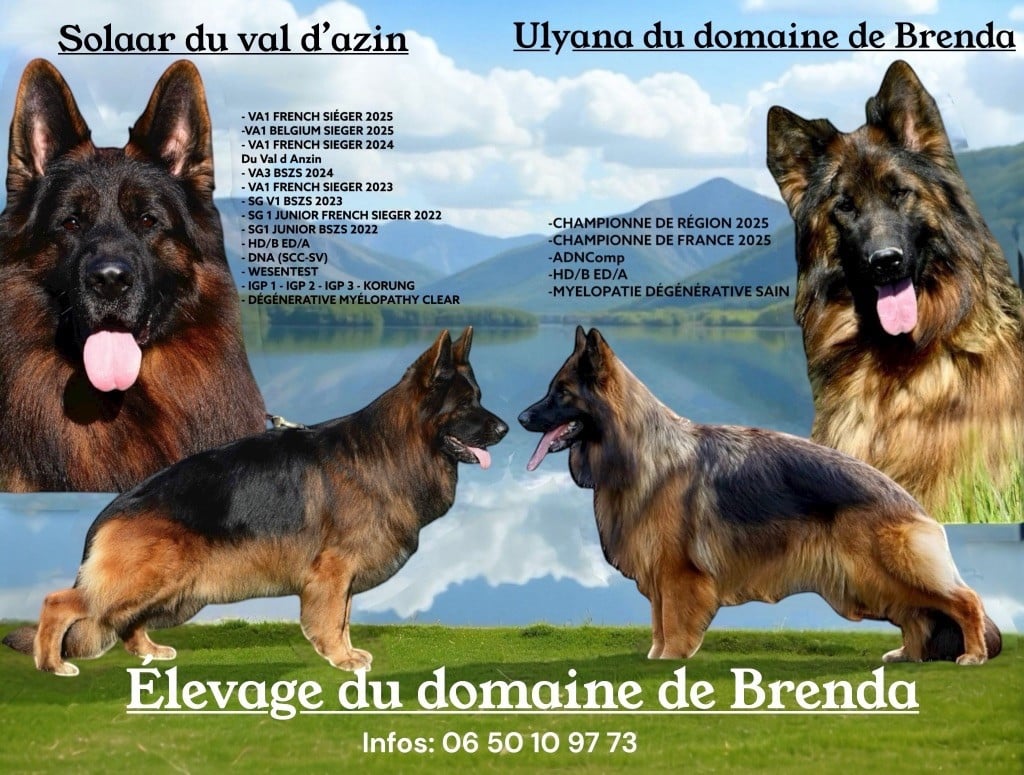 Berger Allemand Poil Long - Du Domaine De Brenda