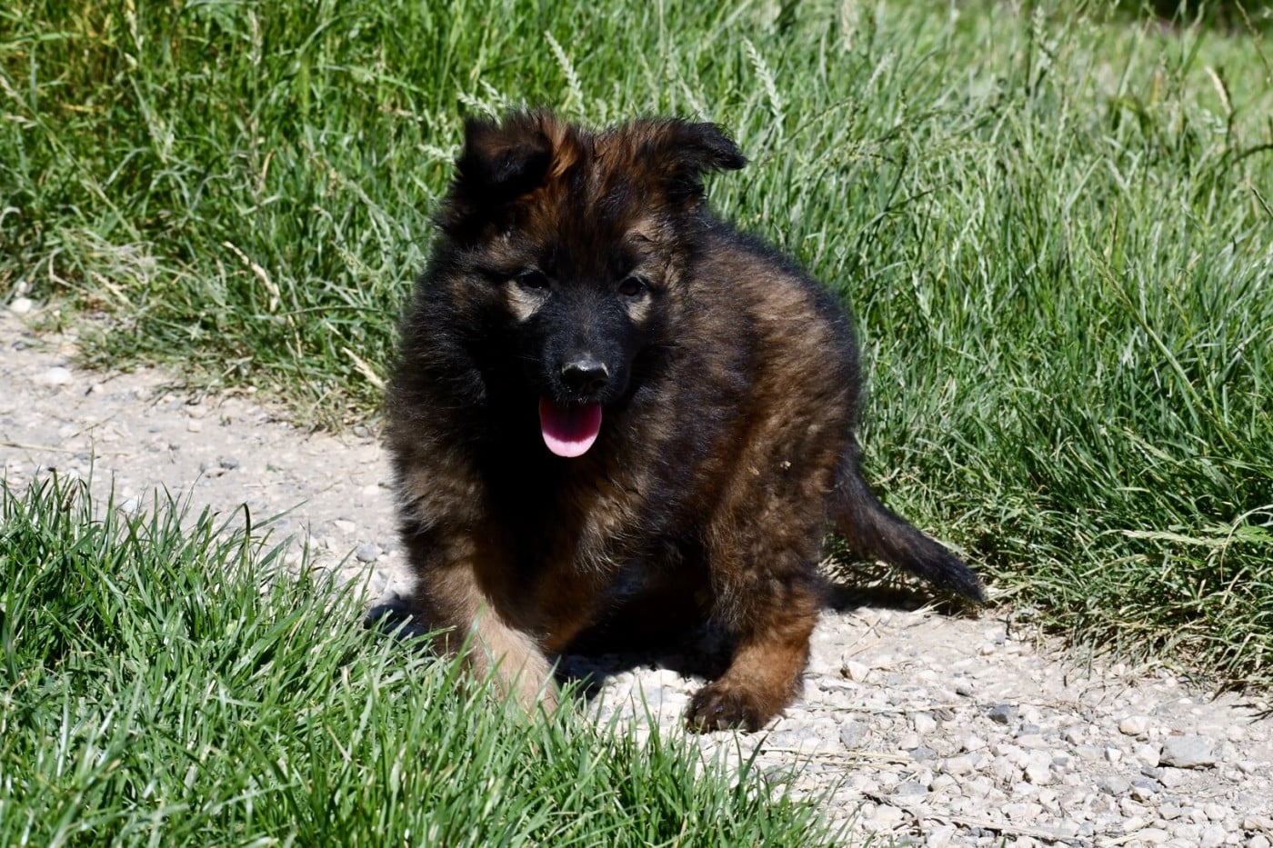 Chiot Berger Allemand Poil Long