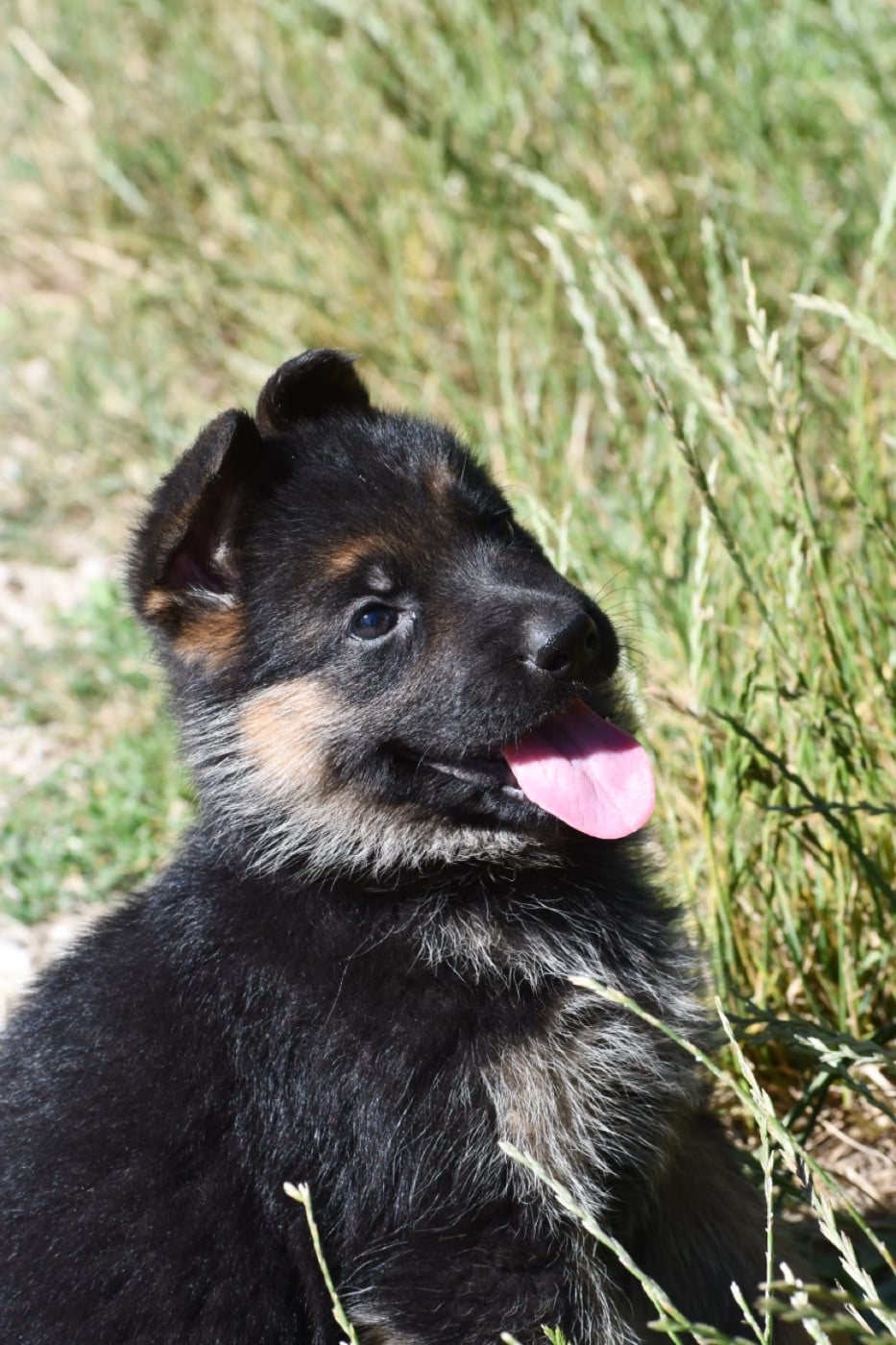CHIOT 3