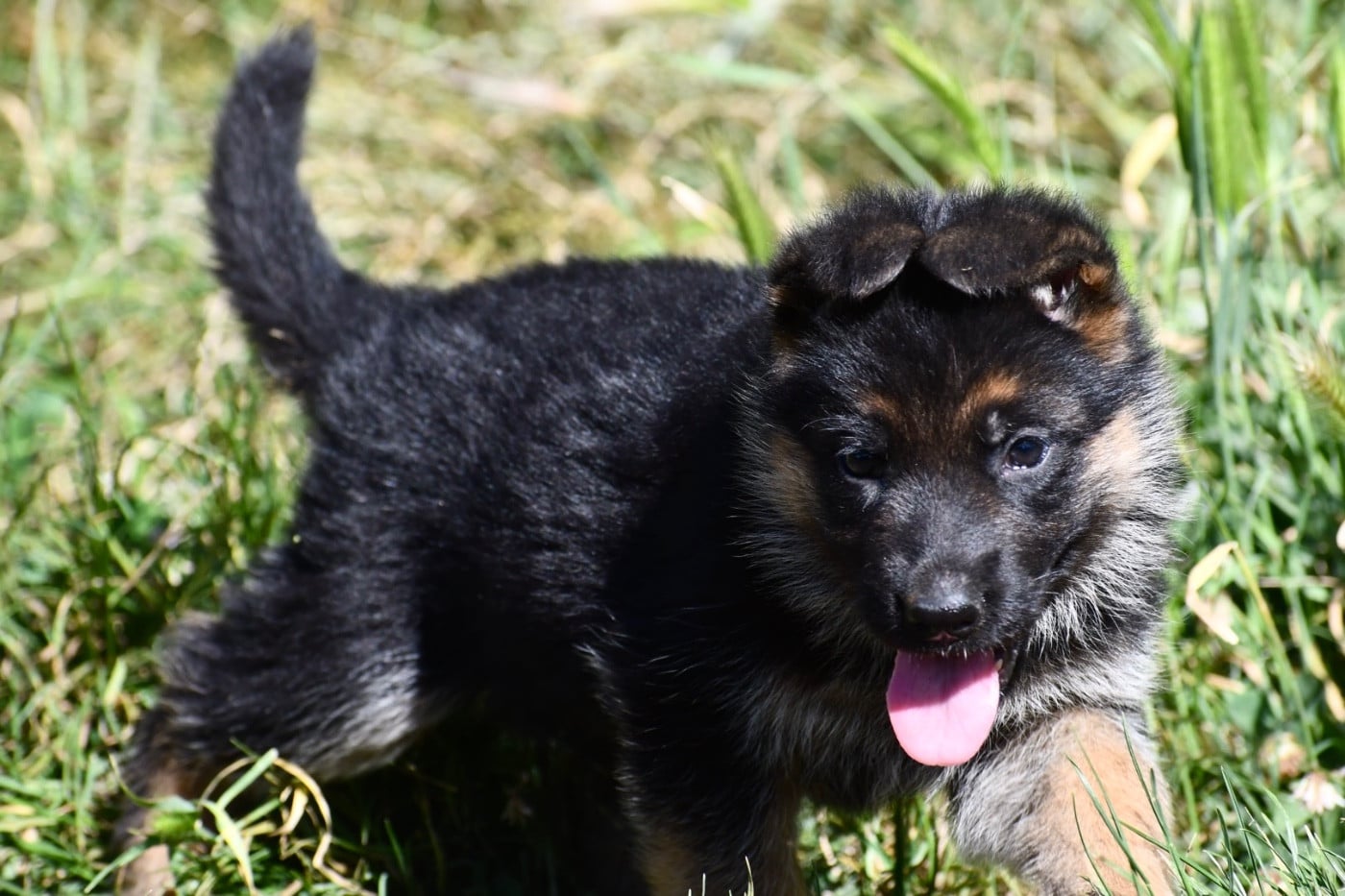 CHIOT 3