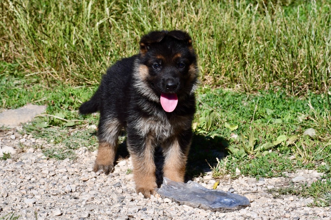 CHIOT 3