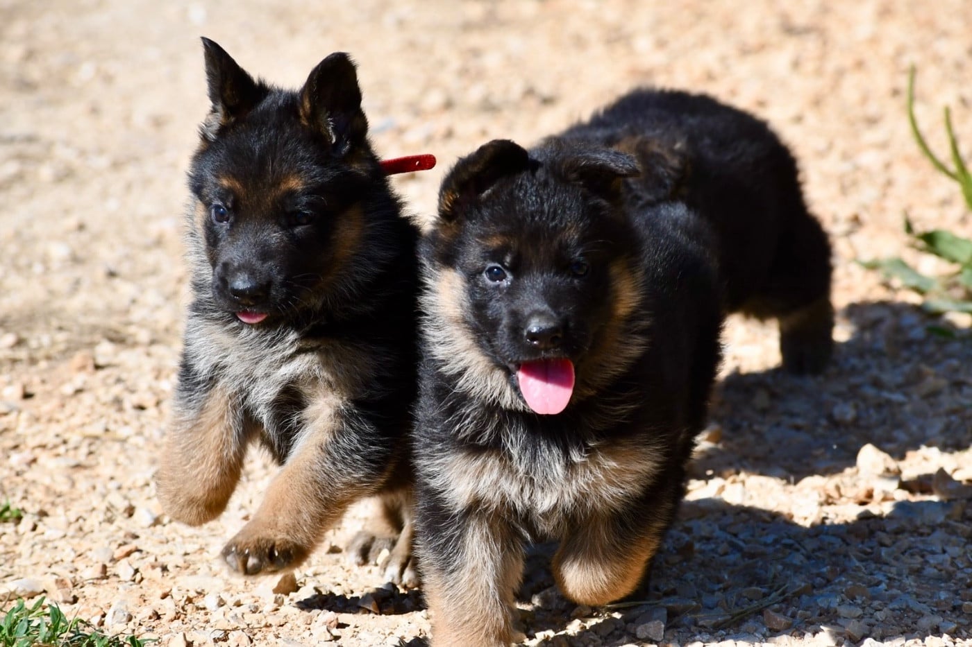 CHIOT 3