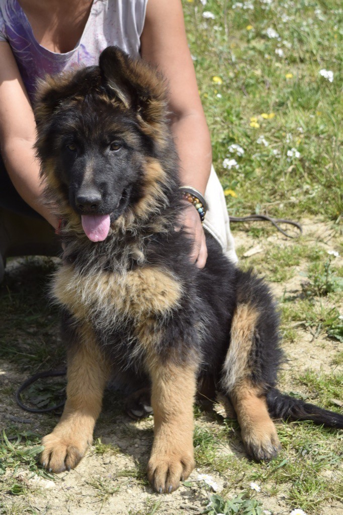 Chiot Berger Allemand Femelle Disponible En Occitanie 30 Gard Toutes Les Portees Les Chiots De Race Les Eleveurs Et Chiens De Race Sont Sur Chiens De France Com