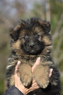 Les chiots de Berger Allemand Poil Long