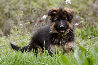 Les chiots de Berger Allemand Poil Long