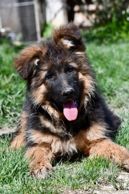 Les chiots de Berger Allemand Poil Long