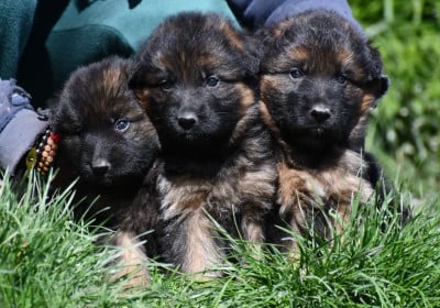 Les chiots de Berger Allemand Poil Long