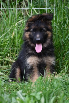 Les chiots de Berger Allemand Poil Long