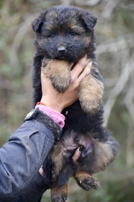 Les chiots de Berger Allemand