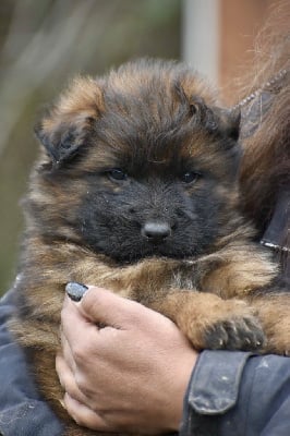 Les chiots de Berger Allemand