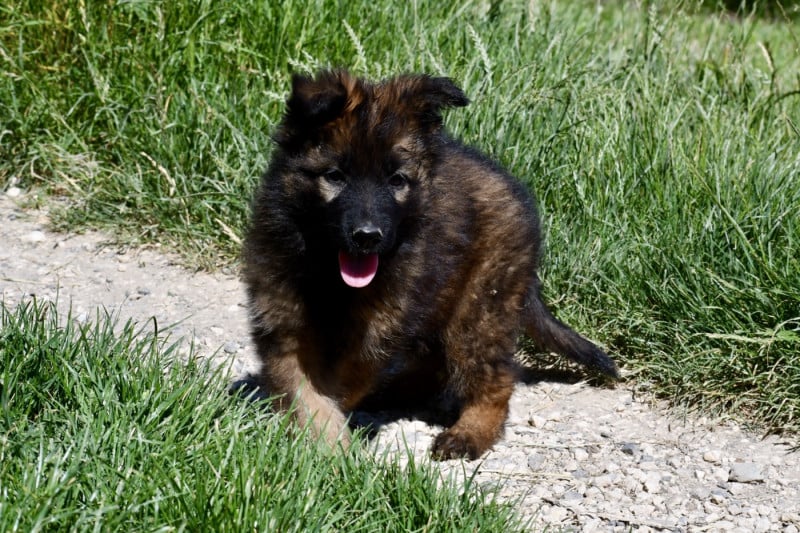 Berger Allemand Poil Long - Du Domaine De Brenda