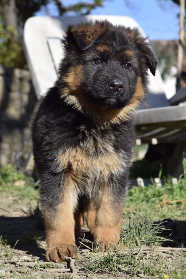 Chiot Elevage Du Domaine De Brenda eleveur de chiens