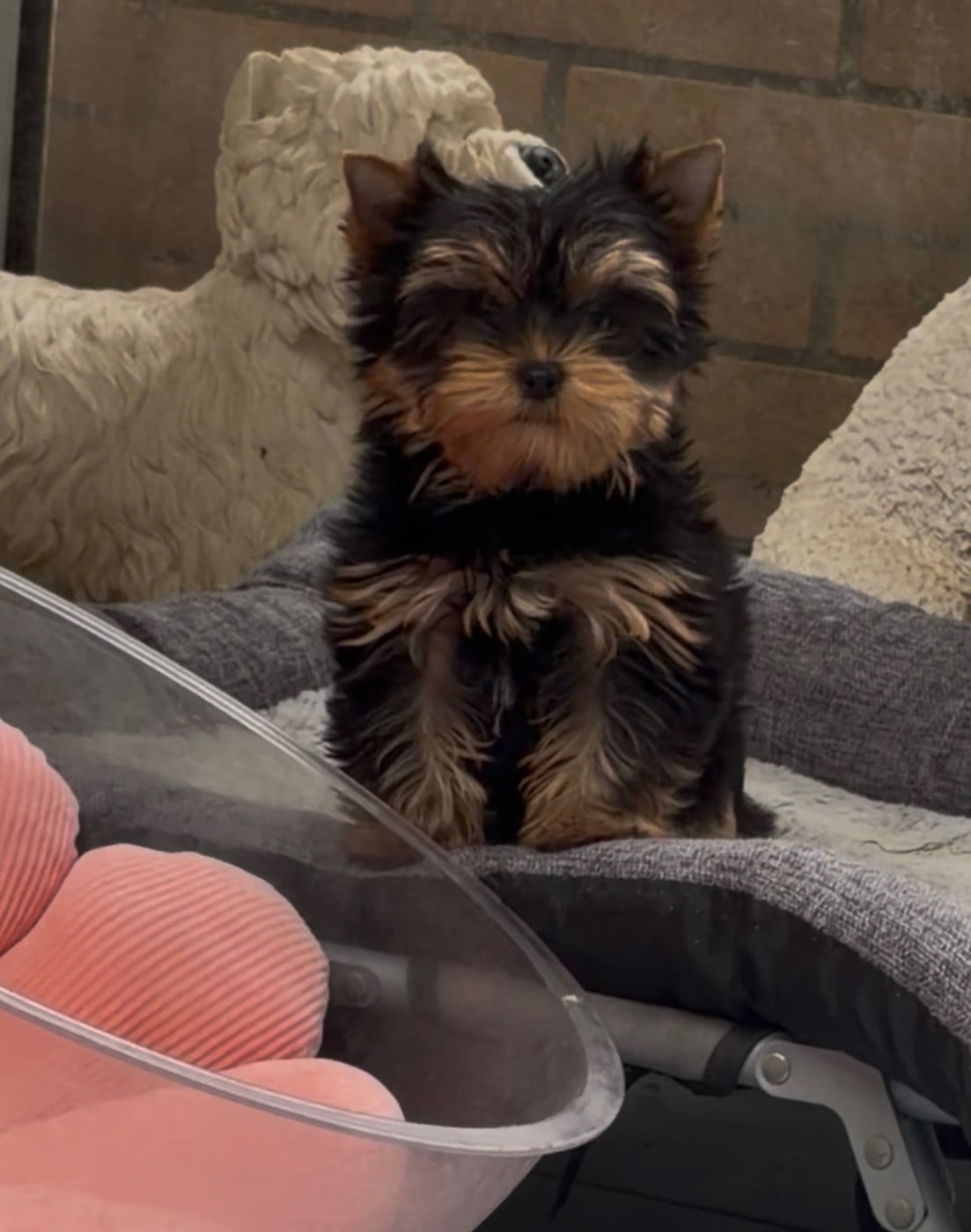 Bella - Yorkshire Terrier
