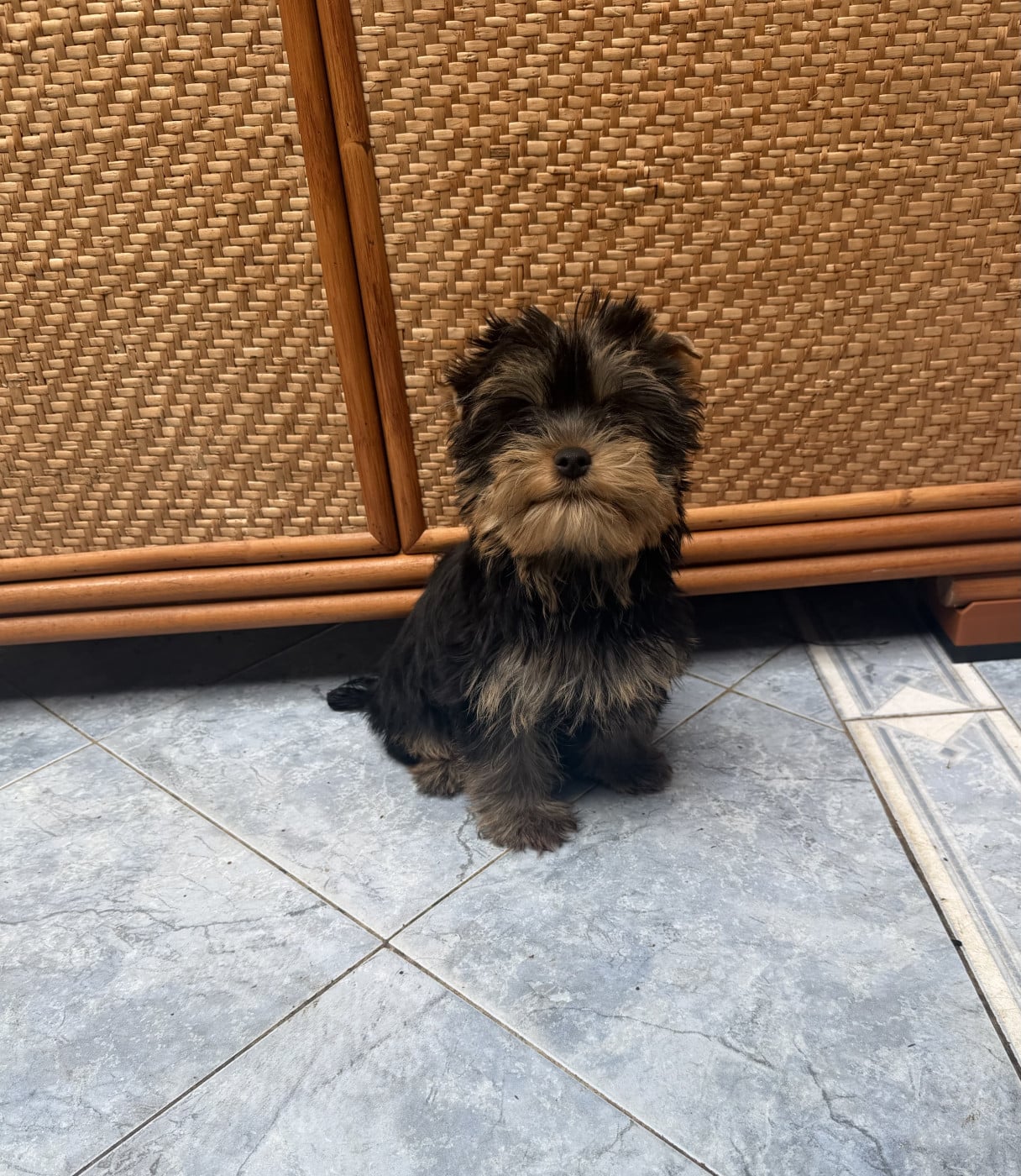 Bernabé - Yorkshire Terrier
