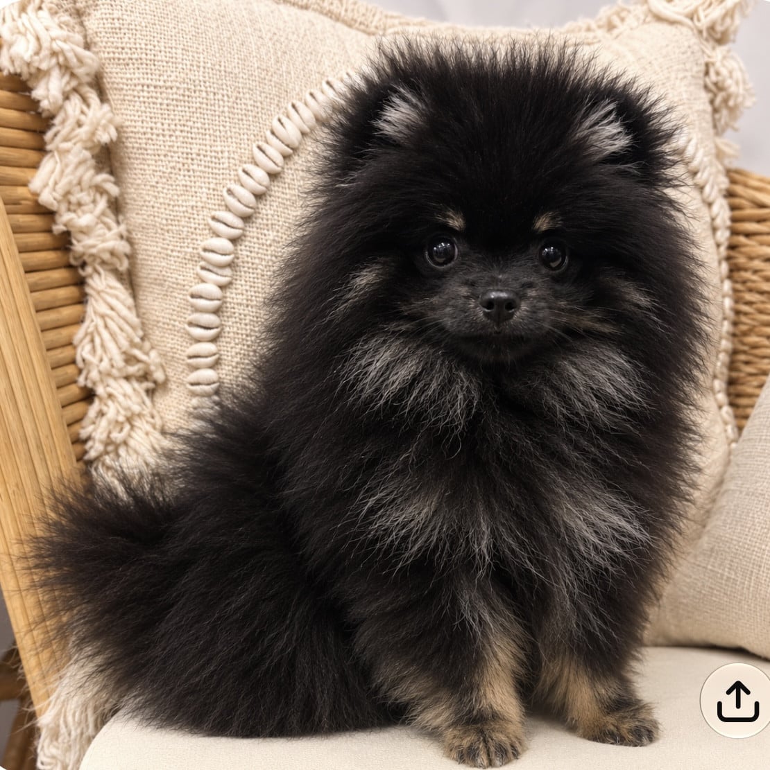 Benito - Spitz allemand