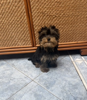 Bernabé - Yorkshire Terrier