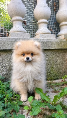 Les chiots de Spitz allemand