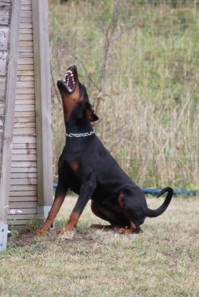 focus Galaxy for ntni wanted